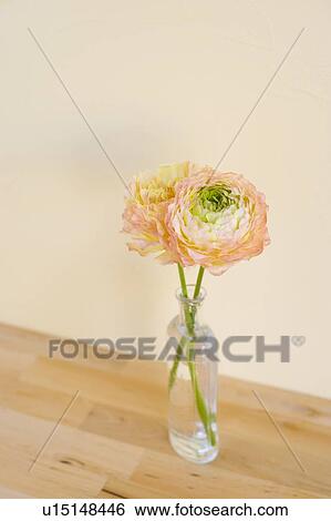 Stock Photograph - Persian buttercups in vase. Fotosearch