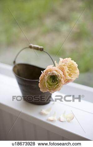 Stock Photo - Persian buttercups. Fotosearch