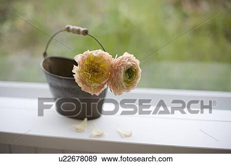 Persian buttercups View Large Photo Image Stock Photo - Persian buttercups. Fotosearch