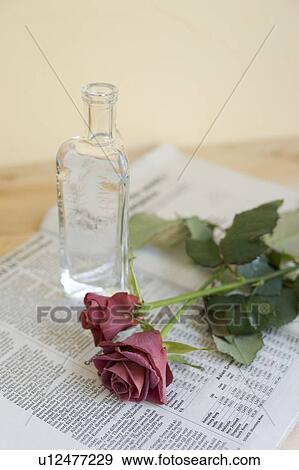 Stock Photo - Roses. Fotosearch