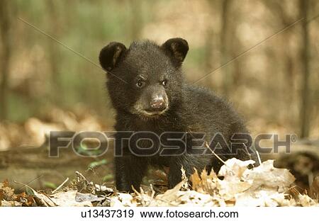 Stock Photo - Bear. Fotosearch