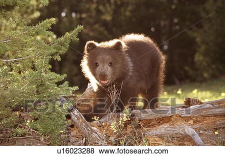 Bear View Large Photo Image Stock Photo - Bear. Fotosearch