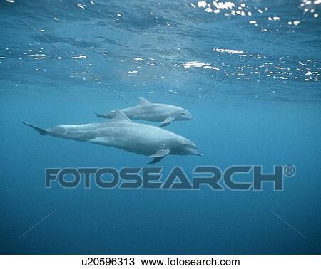 Stock Image - Bottle-nose dolphin. Fotosearch