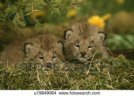Picture - Cat. Fotosearch