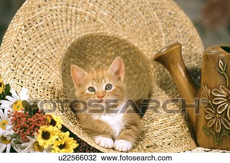 Stock Image - Cat. Fotosearch