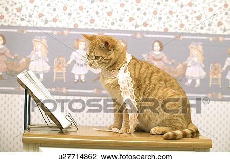 Cat View Large Photo Image Stock Image - Cat. Fotosearch