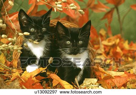 Cat View Large Photo Image Stock Photo - Cat. Fotosearch