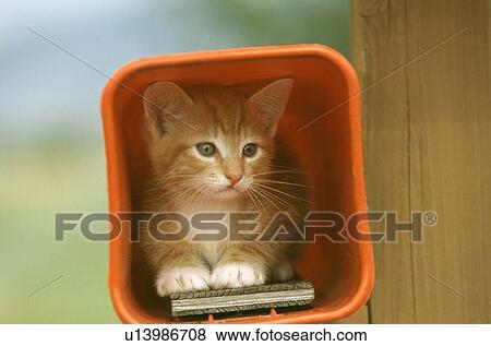 Cat View Large Photo Image Stock Photo - Cat. Fotosearch