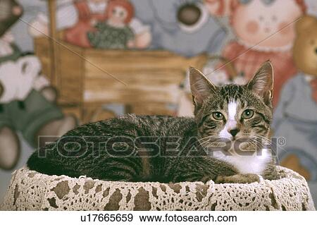 Stock Photo - Cat. Fotosearch