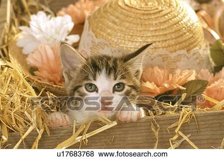 Stock Photo - Cat. Fotosearch