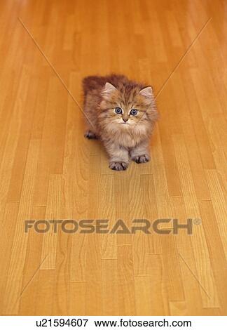 Stock Photo - Cat. Fotosearch