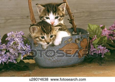 Cat View Large Photo Image Stock Photo - Cat. Fotosearch