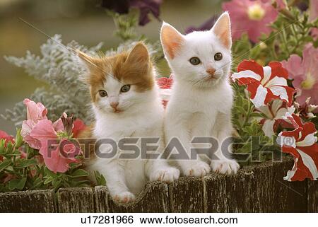 Cat View Large Photo Image Stock Photograph - Cat. Fotosearch