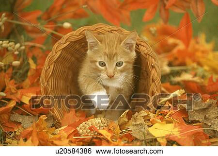 Cat View Large Photo Image Stock Photograph - Cat. Fotosearch