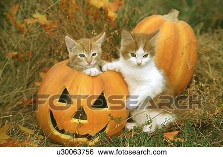 Cat View Large Photo Image Stock Photograph - Cat. Fotosearch
