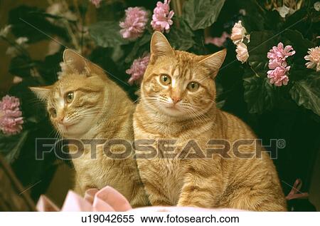 Cat View Large Photo Image Stock Photography - Cat. Fotosearch