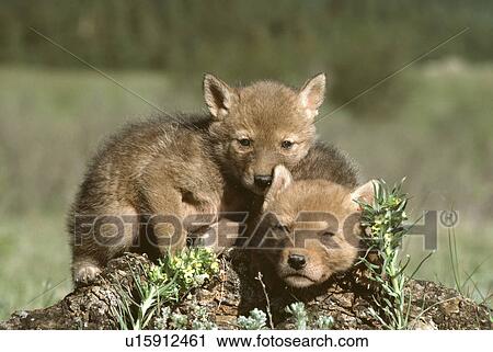 Stock Image - Coyote. Fotosearch