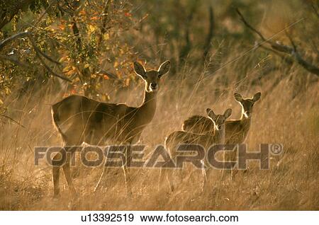 Stock Photo - Deer. Fotosearch