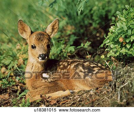 Deer View Large Photo Image Stock Photography - Deer. Fotosearch