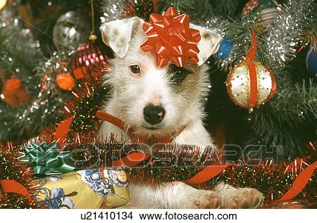 Dog View Large Photo Image Picture - Dog. Fotosearch