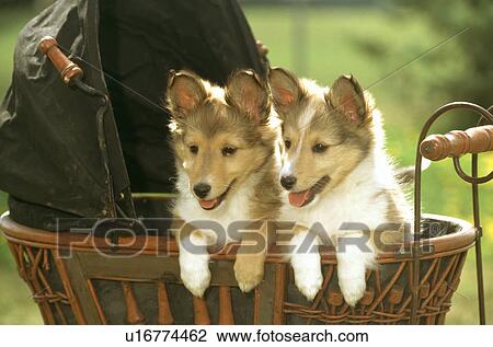 Stock Image - Dog. Fotosearch