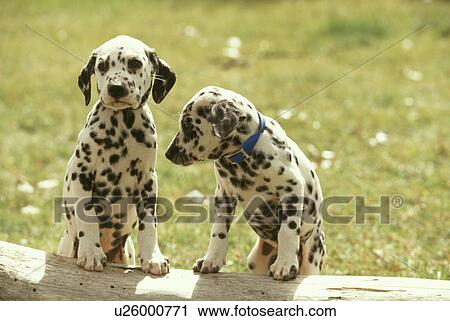 Stock Image - Dog. Fotosearch