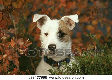 Dog View Large Photo Image Stock Photograph - Dog. Fotosearch
