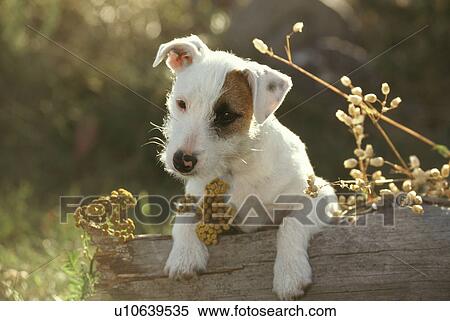 Stock Photography - Dog. Fotosearch