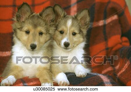 Dog View Large Photo Image Stock Photography - Dog. Fotosearch