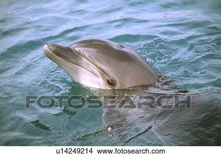 Picture - Dolphin. Fotosearch