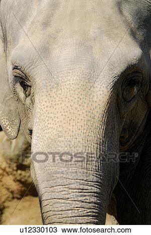 Stock Image - Elephant. Fotosearch