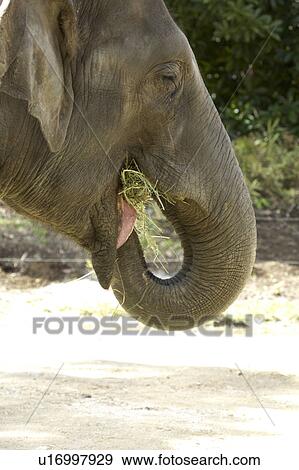Elephant View Large Photo Image Stock Photo - Elephant. Fotosearch