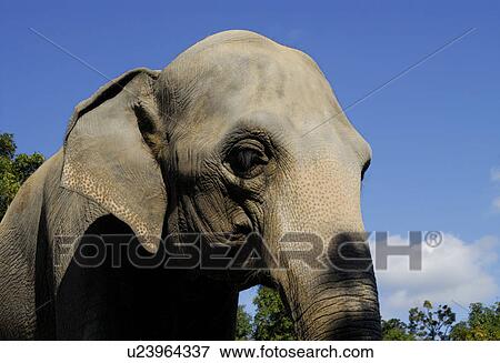 Stock Photo - Elephant. Fotosearch