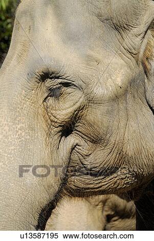 Stock Photography - Elephant. Fotosearch