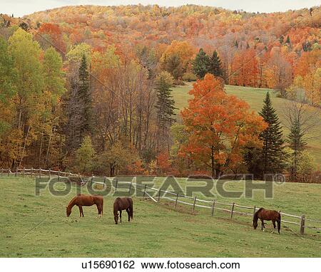 Horse View Large Photo Image Stock Image - Horse. Fotosearch