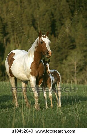 Horse View Large Photo Image Stock Image - Horse. Fotosearch
