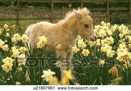 Stock Image - Horse. Fotosearch
