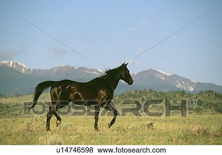 Horse View Large Photo Image Stock Photo - Horse. Fotosearch
