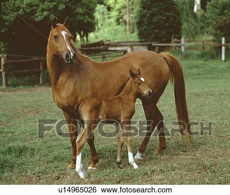 Stock Photograph - Horse. Fotosearch