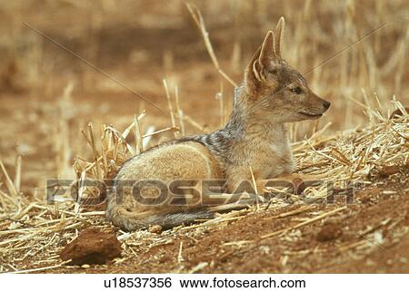 Stock Photograph - Jackal. Fotosearch