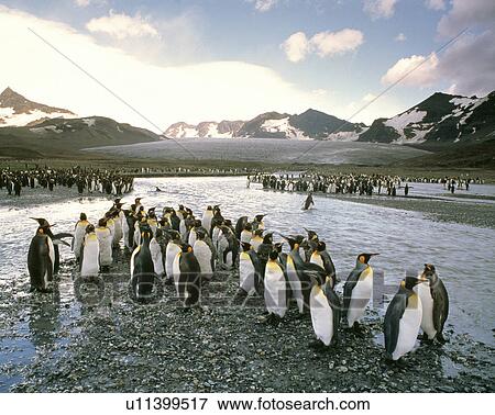 Stock Photo - King penguin. Fotosearch