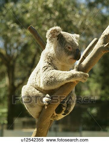 Stock Photography - Koala. Fotosearch