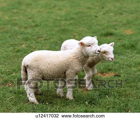Lamb View Large Photo Image Stock Image - Lamb. Fotosearch