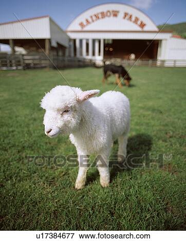 Stock Photo - Lamb. Fotosearch