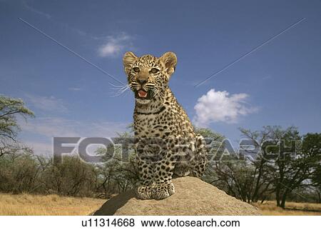 Leopard View Large Photo Image Stock Photo - Leopard. Fotosearch