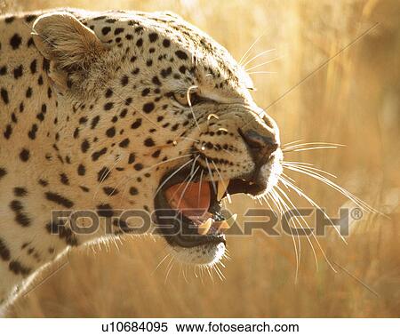 Stock Photography - Leopard. Fotosearch