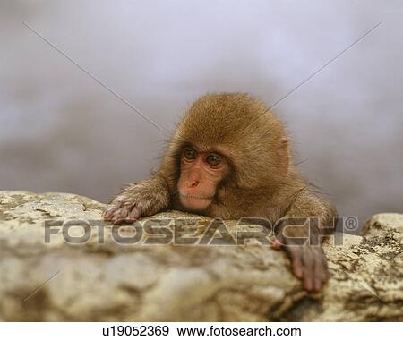 Stock Photo - Monkey. Fotosearch