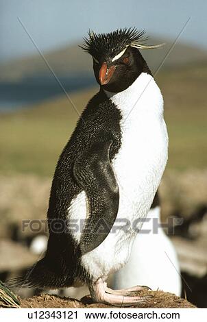 Penguin View Large Photo Image Stock Image - Penguin. Fotosearch