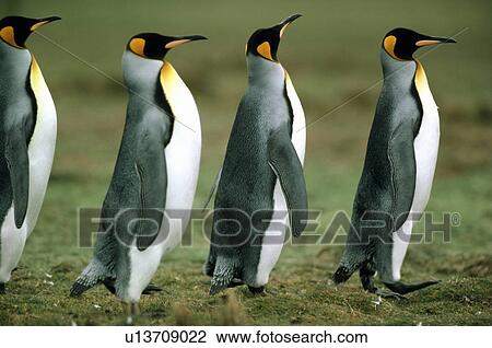 Penguin View Large Photo Image Stock Image - Penguin. Fotosearch