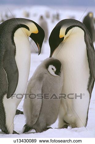 Penguin View Large Photo Image Stock Photo - Penguin. Fotosearch